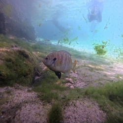 Crystal River: Dive and snorkel paradise!